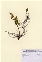 扇羽陰地蕨藏品圖，第1張